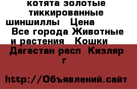 котята золотые тиккированные шиншиллы › Цена ­ 8 000 - Все города Животные и растения » Кошки   . Дагестан респ.,Кизляр г.